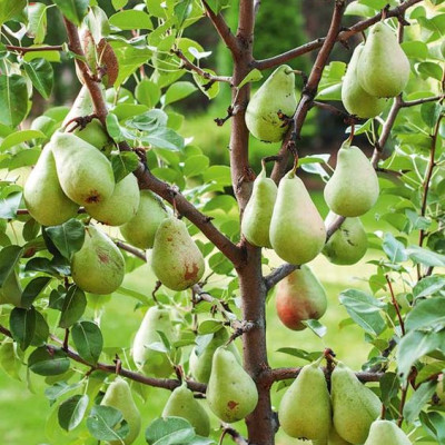 Punjab Beauty Pear Plant