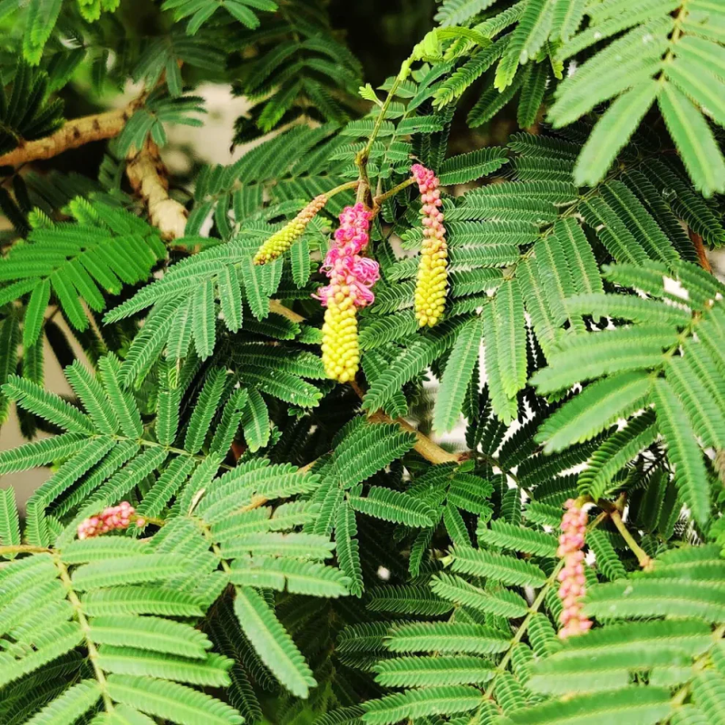 Shami / Jand (Prosopis cineraria) All Time Flowering Live Plant
