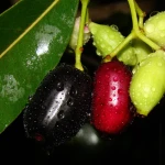 Jumbo Jamun Grafted