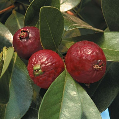 Strawberry Guava Plant