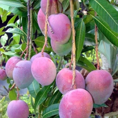 Arunika Mango Plant