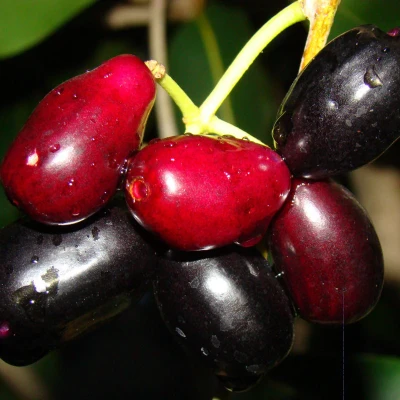 Jumbo Jamun Grafted