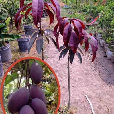 Kasturi Mango Plant (Black Mango)
