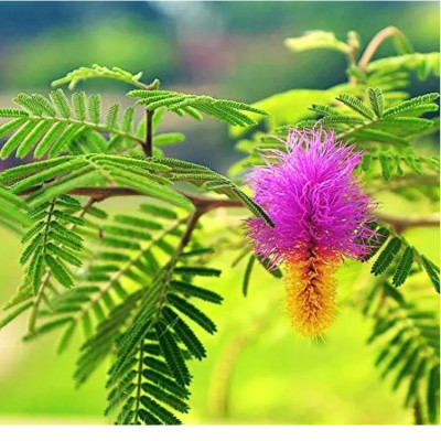 Shami / Jand (Prosopis cineraria) All Time Flowering Live Plant