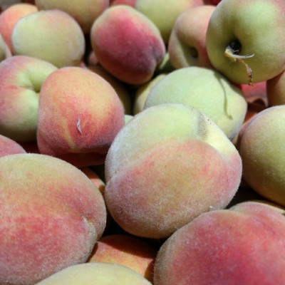 Shan e Punjab Peach Plant