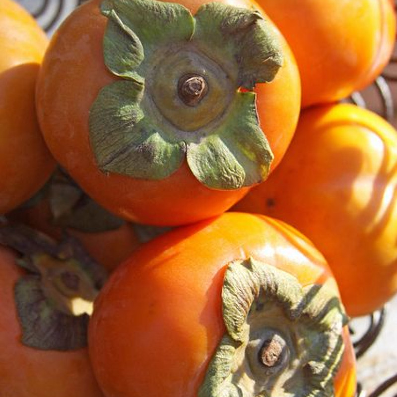 Japanese Persimmon Fruit - Seedless Fayu variety