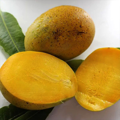 Imam Pasand Mango Plant