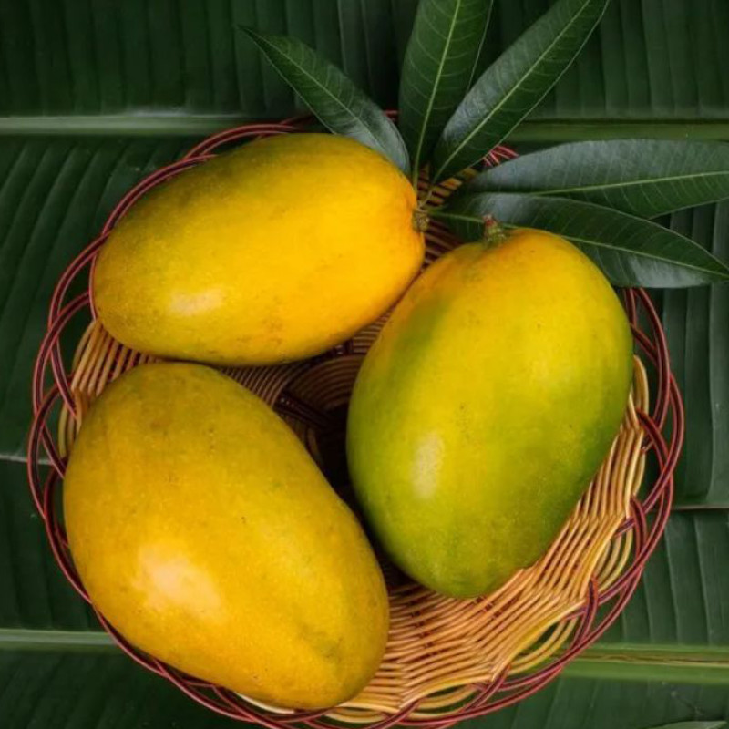 Imam Pasand Mango Plant