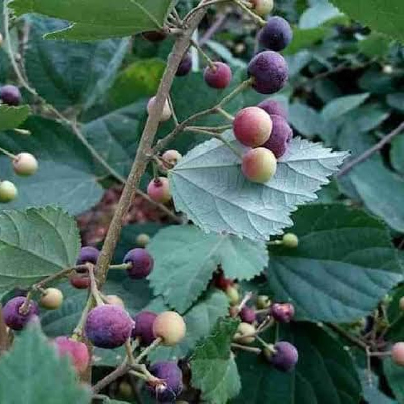 Phalsa /FalsaFruit - Fruit Plants &amp; Tree