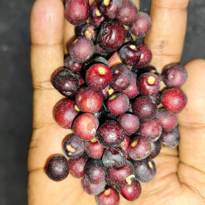 Phalsa /FalsaFruit - Fruit Plants &amp; Tree