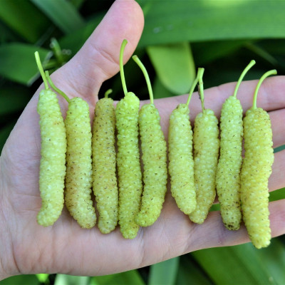 KING WHITE MULBERRY (WHITE SHAHTOOT MULBERRY)