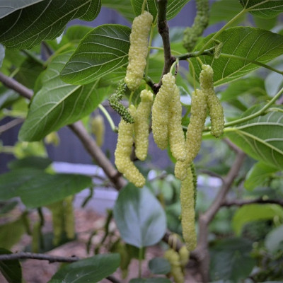 KING WHITE MULBERRY (WHITE SHAHTOOT MULBERRY)