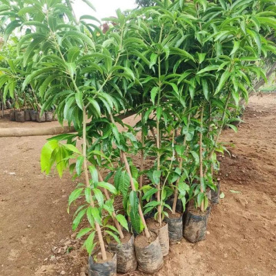 Kesar Mango Plant