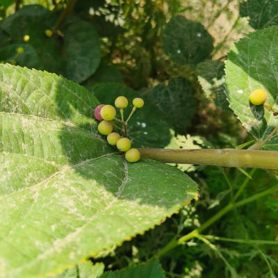 Phalsa /FalsaFruit - Fruit Plants &amp; Tree
