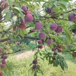 Hot Climate Plum (Satluj Purple)