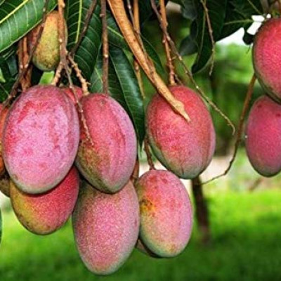 Apple Mango Variety