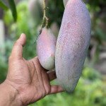 Red Ivory Mango Plant