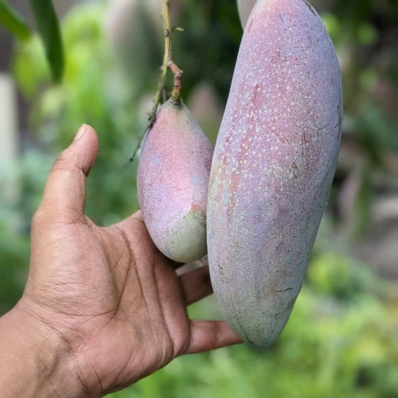 Red Ivory Mango Plant