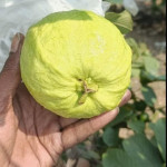 Golden 8 Guava (Imported variety)