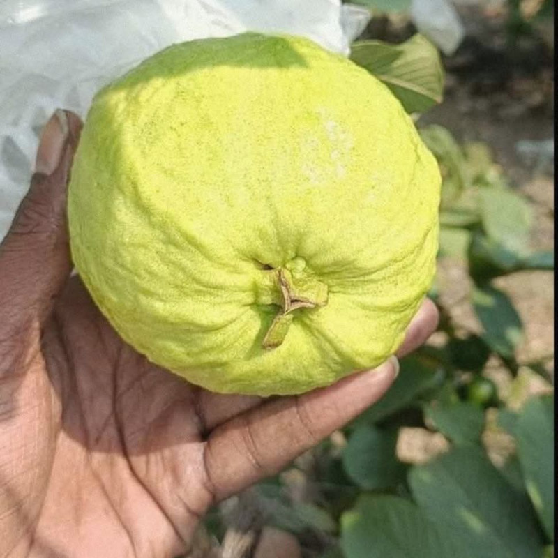 Golden 8 Guava (Imported variety)