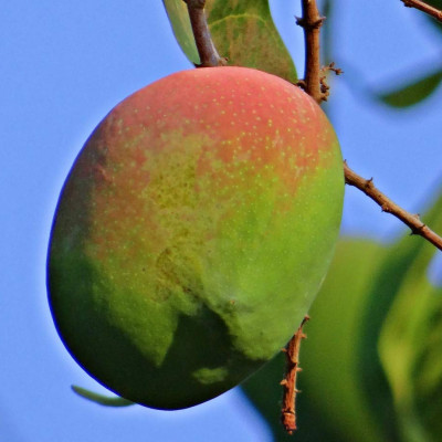 Apple Mango Variety
