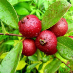 Strawberry Guava Plant
