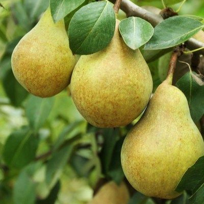 Punjab Beauty Pear Plant
