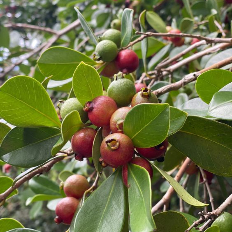 Strawberry Guava Plant