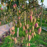 Brunei King Mango (Imported)