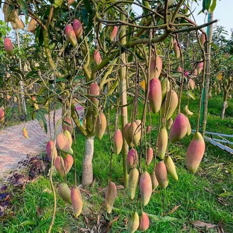 Brunei King Mango (Imported)