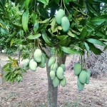 Amrapali Dwarf Mango Plant