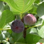 Fig Puna/Anjeer