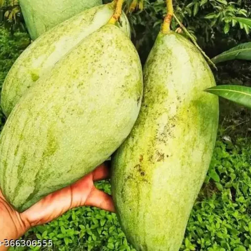 Brunei King Mango (Imported)
