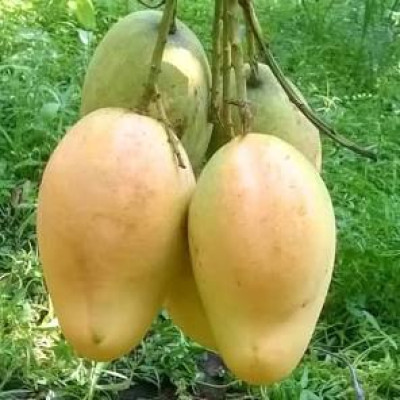Bari 11 Mango