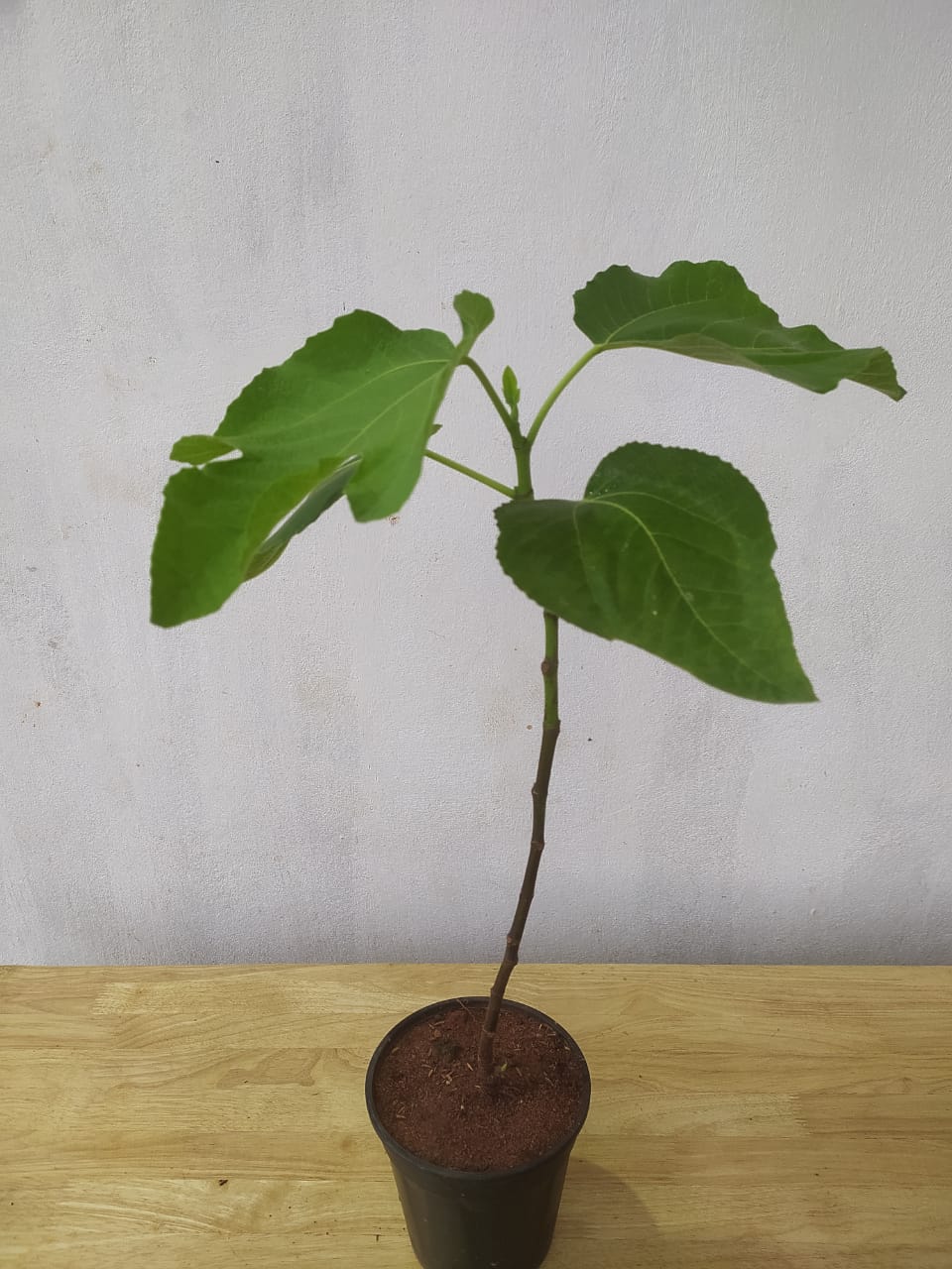 exoticflorapoonafig