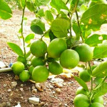 Seedless Baramsi Lemon Plant