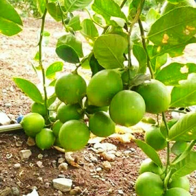 Seedless Baramsi Lemon Plant