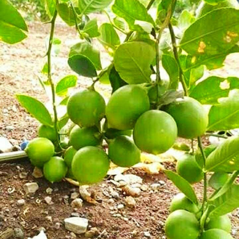 Seedless Baramsi Lemon Plant