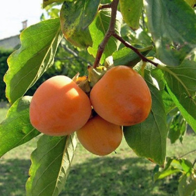 Japanese Persimmon Fruit - Seedless Fayu variety