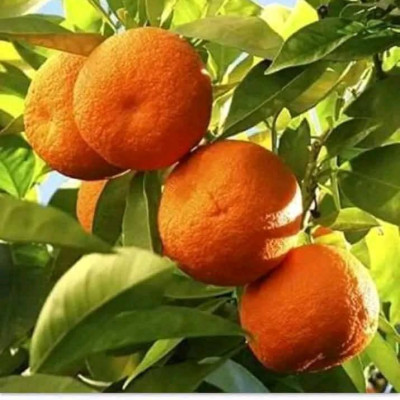Darjling orange plant