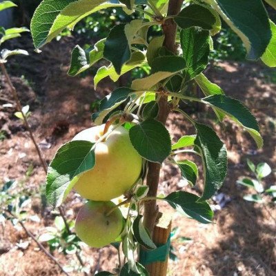 Hrmn 99 Apple - hot climate Verity