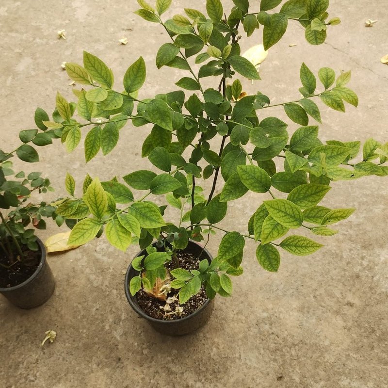 Misty blueberry plant (Hot climate Verity)