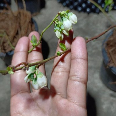 Misty blueberry plant (Hot climate Verity)