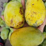 Chausa mango
