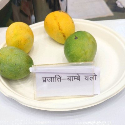 Bombay Yellow Mango