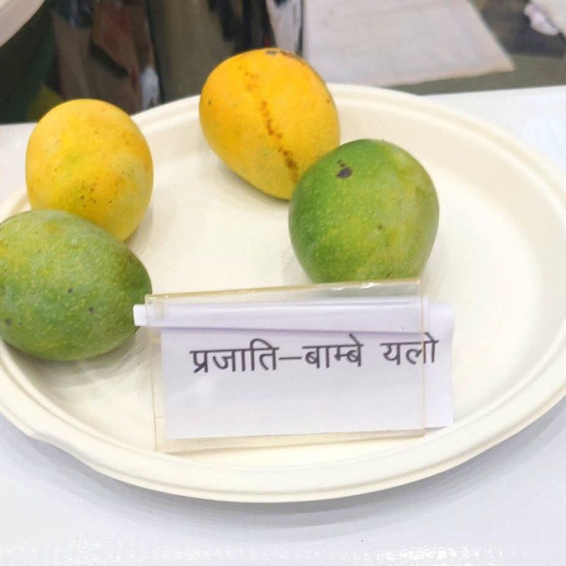 Bombay Yellow Mango