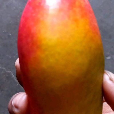 Husnara Mango