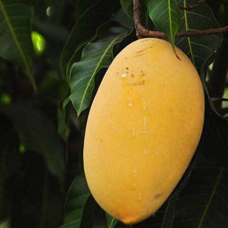 Alphanso mango plant