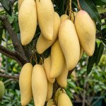 Thai Banana Yellow Mango