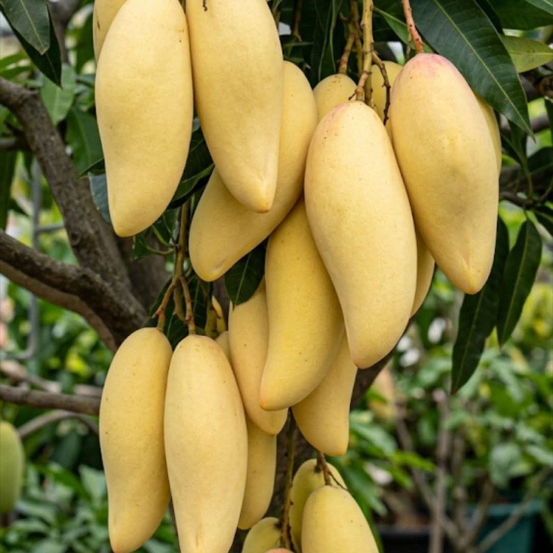 Thai Banana Yellow Mango